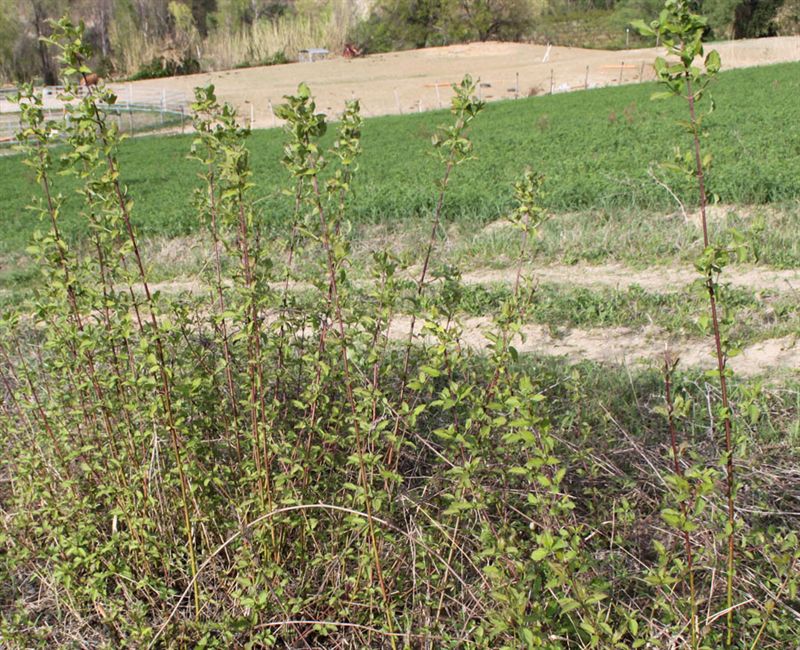 Cornus sanguinea L.